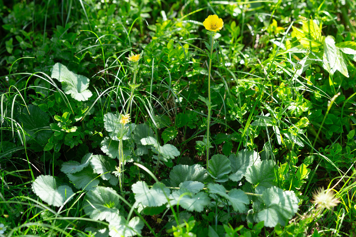 03_Geum montanum_Berg-Nelkenwurz_0003.jpg