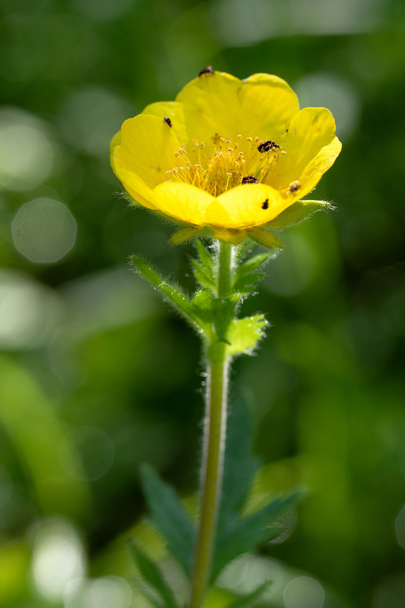 04_Geum montanum_Berg-Nelkenwurz_0028.jpg