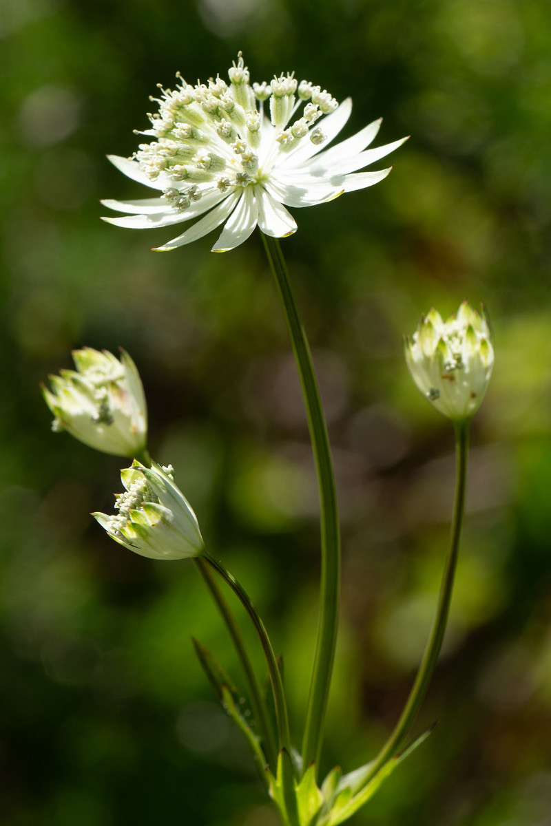 05_Astrantia_major_Große-Sterndolde_9985.jpg