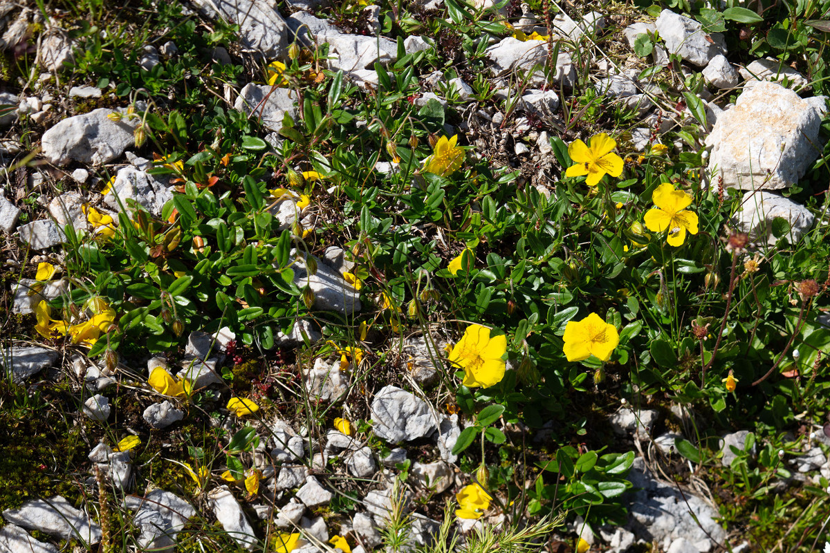 06_Helianthemum_alpestre_Alpen-Sonnenroeschen_0689.jpg