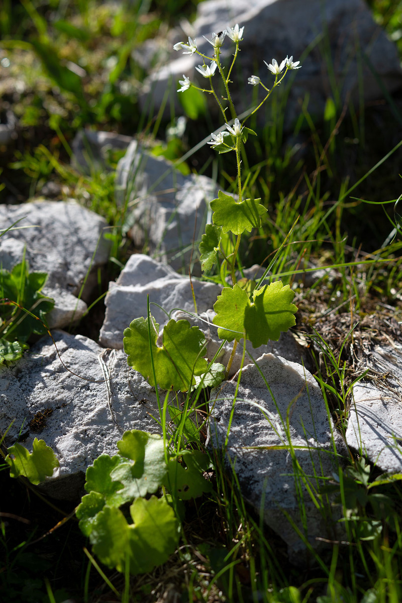 07_Saxifraga_rotundifolia_Rundblaettriger_Steinbrech_0697.jpg