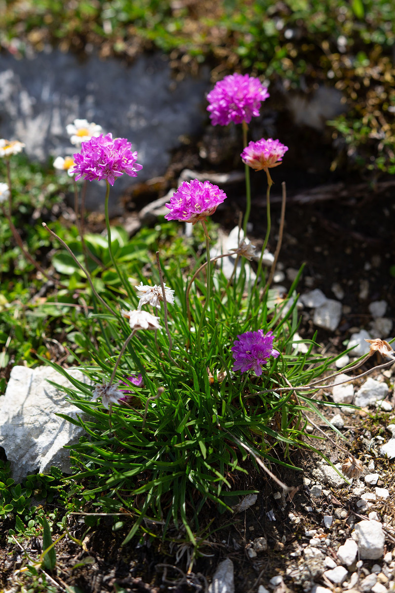 08_Armeria_alpina_Alpen-Grasnelke_0754.jpg