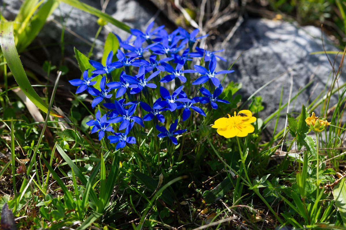 09_Gentiana_pumila_Niedriger_Enzian_0691.jpg