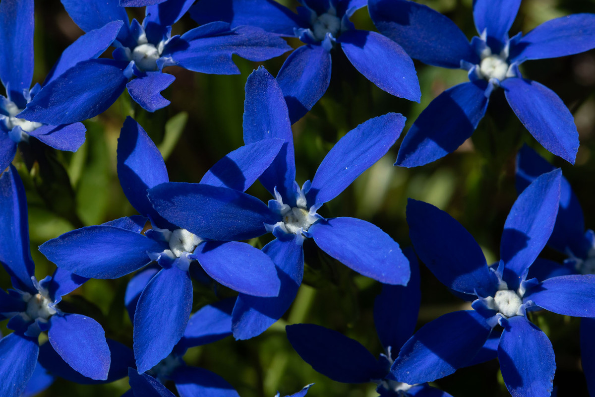 10_Gentiana_pumila_Niedriger_Enzian_9994.jpg