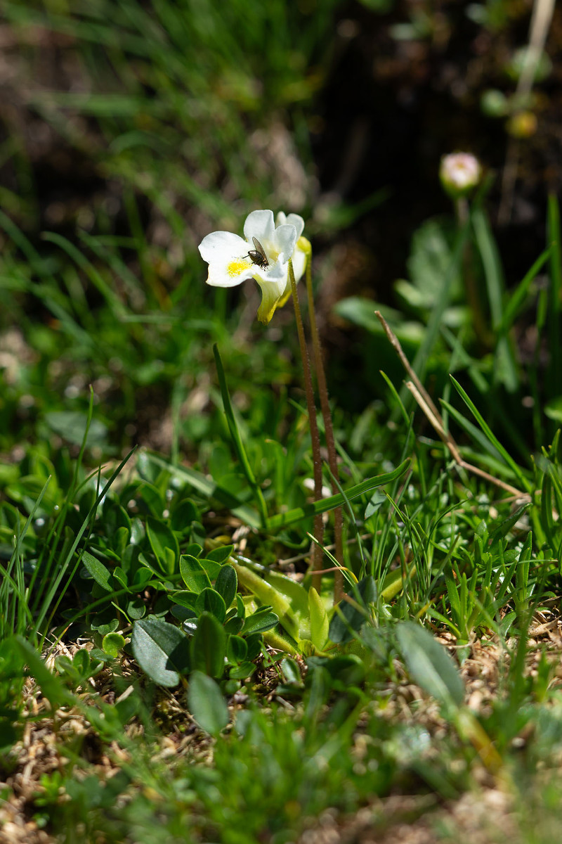 21_Pinguicula_alpina_Alpen-Fettkraut_0777.jpg