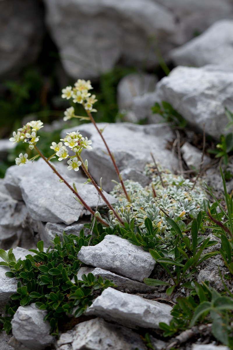 22_Saxifraga_crustata_Krusten-Steinbrech_0785.jpg