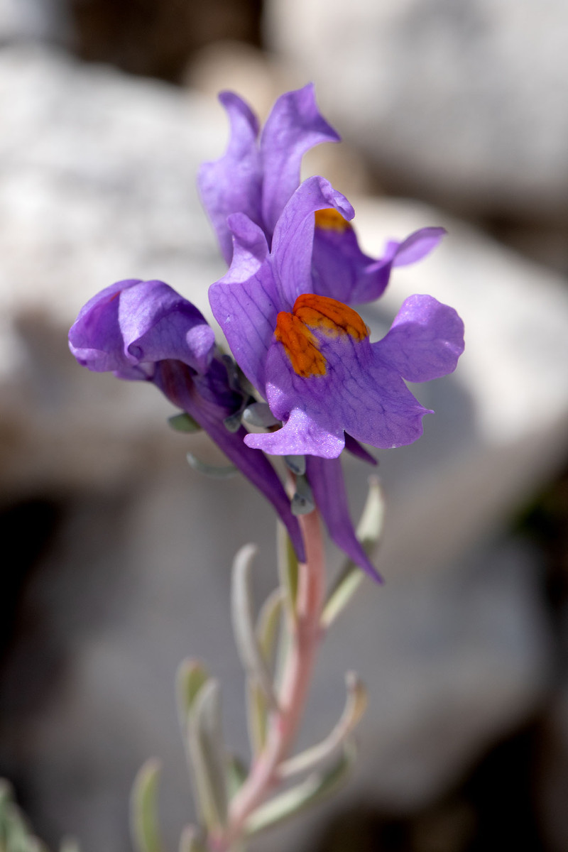 24_Linaria_alpina_Alpen-Leinkraut_0034.jpg