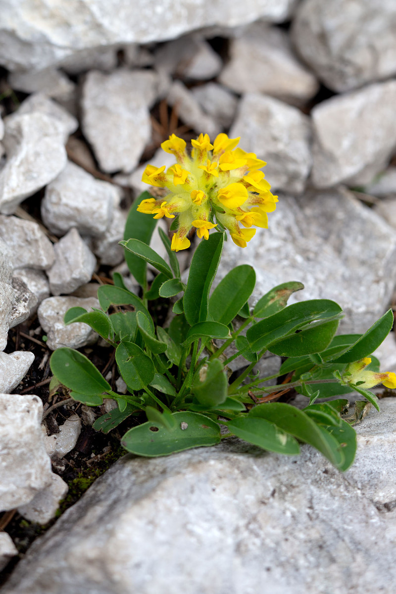 25_Anthyllis_vulneraria_ssp_alpestris_Alpen-Wundklee_0832.jpg