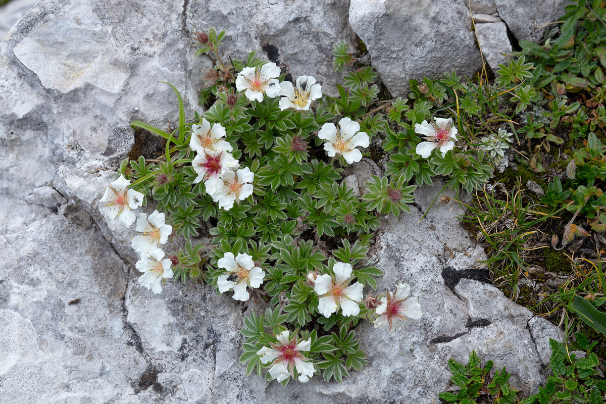 26_Potentilla_clusiana_Ostalpen-Fingerkraut_0835.jpg