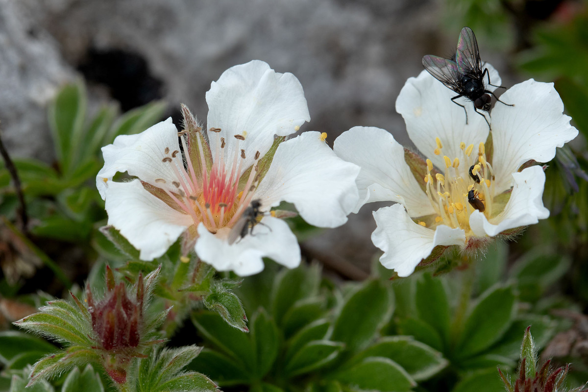 27_Potentilla_clusiana_Ostalpen-Fingerkraut_0185.jpg