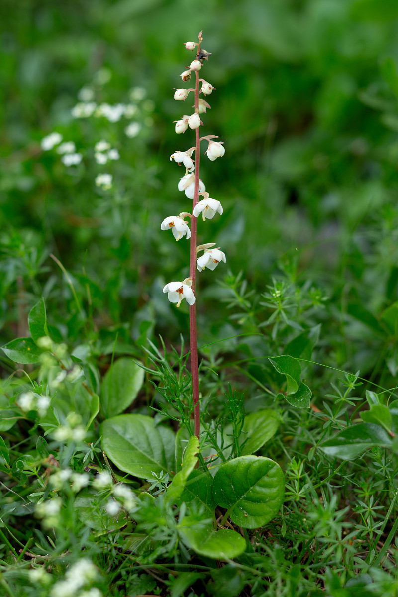 28_Pyrola_rotundifolia_Rundblaettriges_Wintergruen_0840.jpg