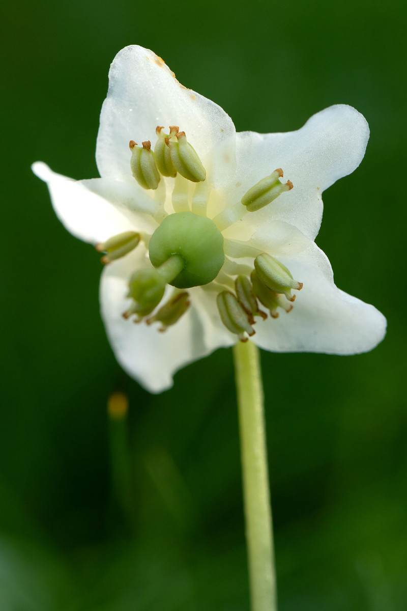 29_Moneses_uniflora_Einbluetiges_Wintergruen_0196.jpg