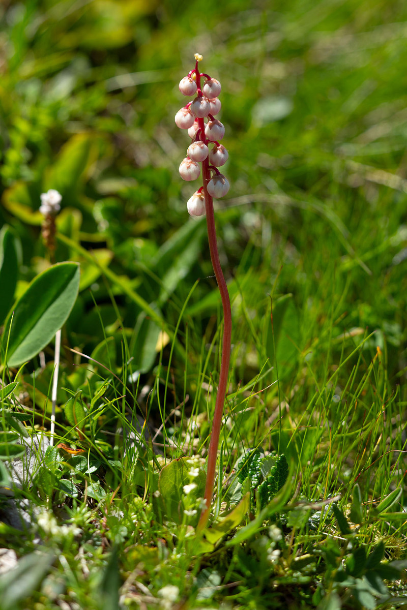 30_Pyrola_minor_Kleines_Wintergruen_0747.jpg