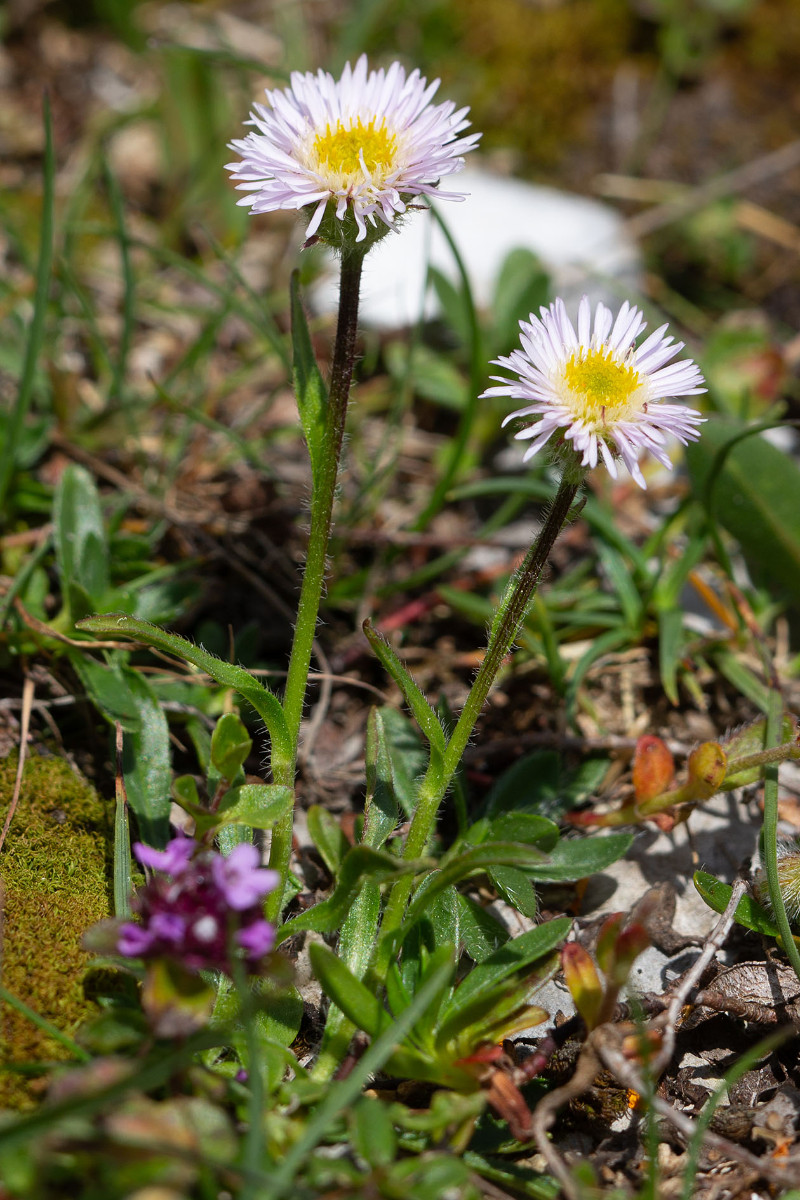 32_Erigeron_neglectus_Verkanntes_Berufkraut_0791.jpg