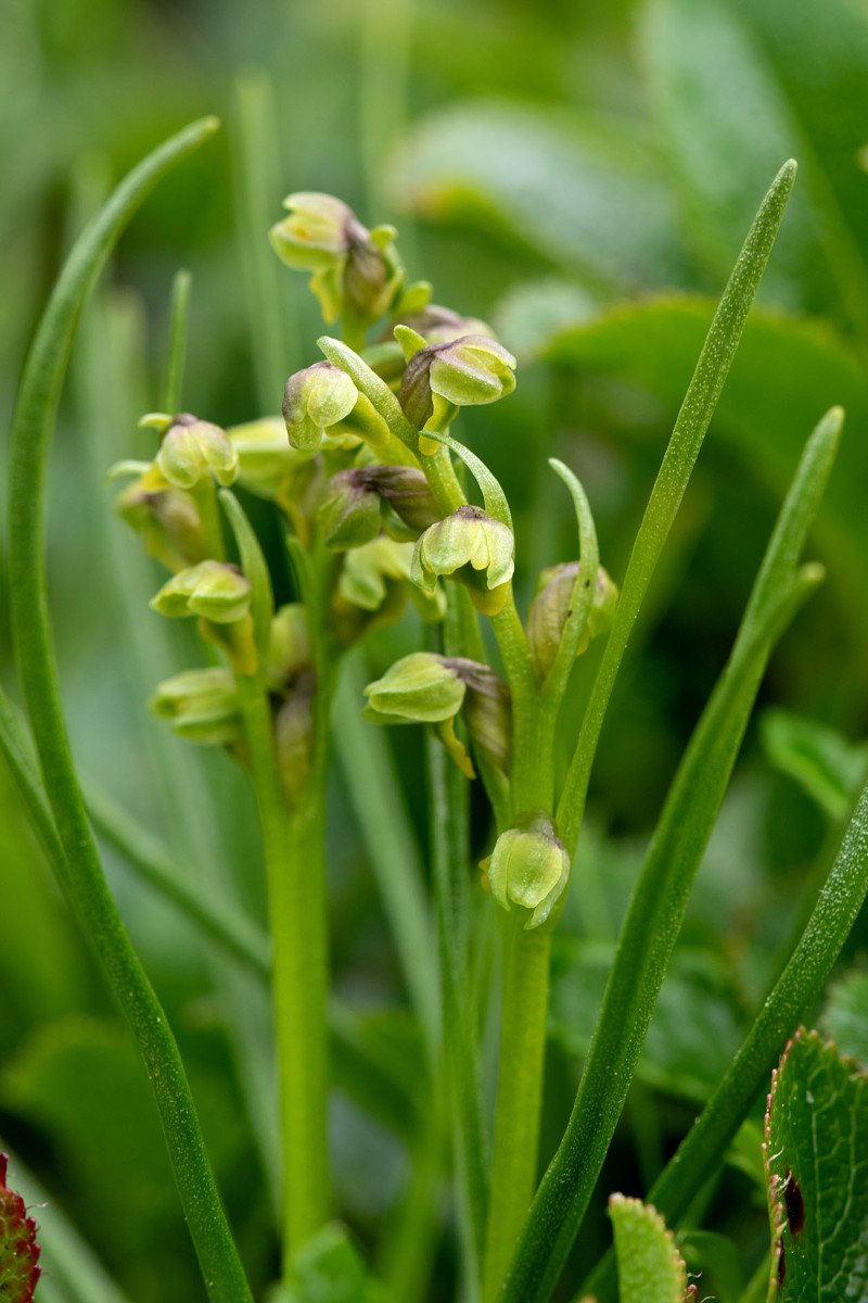 36_Chamorchis_alpina_0135.jpg