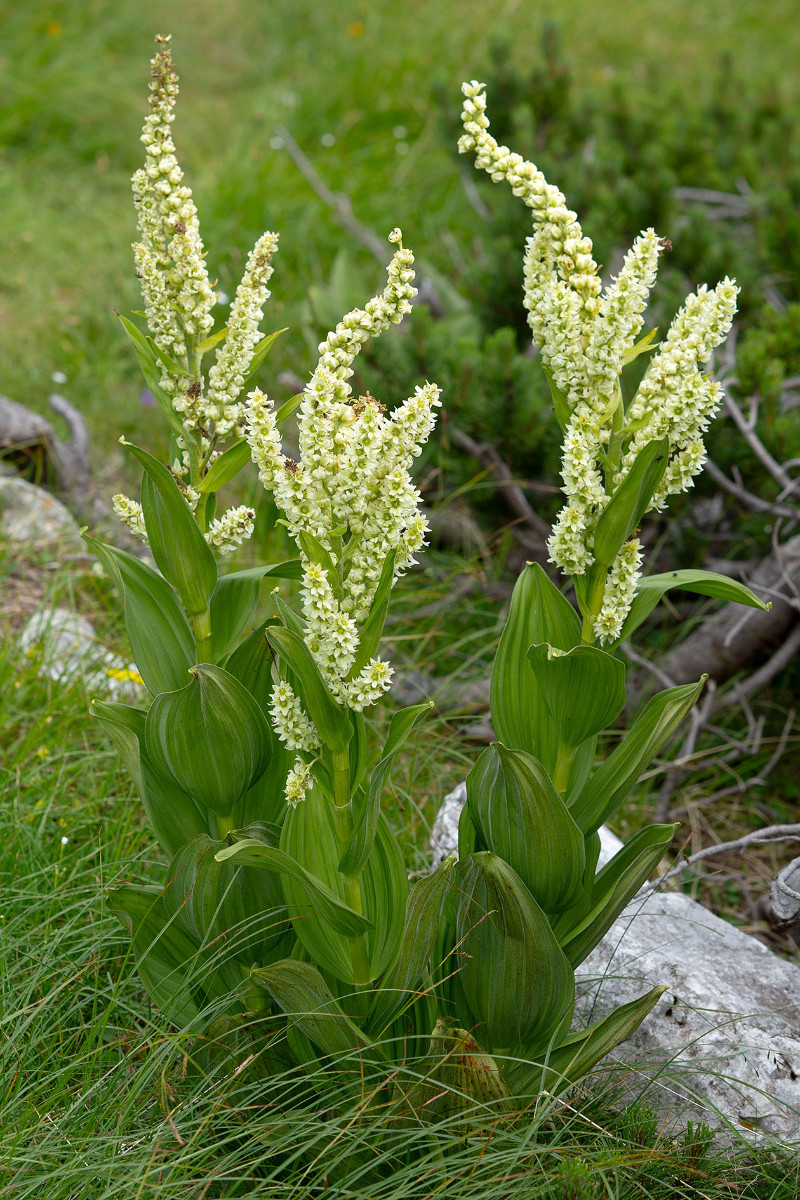 39_Veratrum_album_ssp_lobelianum_Gruenlicher_Germer_0799.jpg