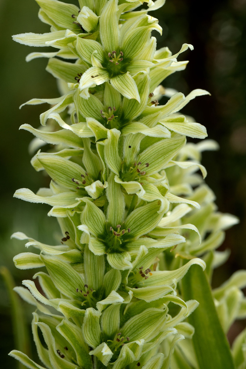 40_Veratrum_album_ssp_lobelianum_Gruenlicher_Germer_0112.jpg