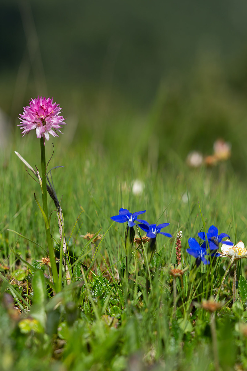 46_Nigritella_lithopolitanica_mit_Gentiana_pumila_0737.jpg