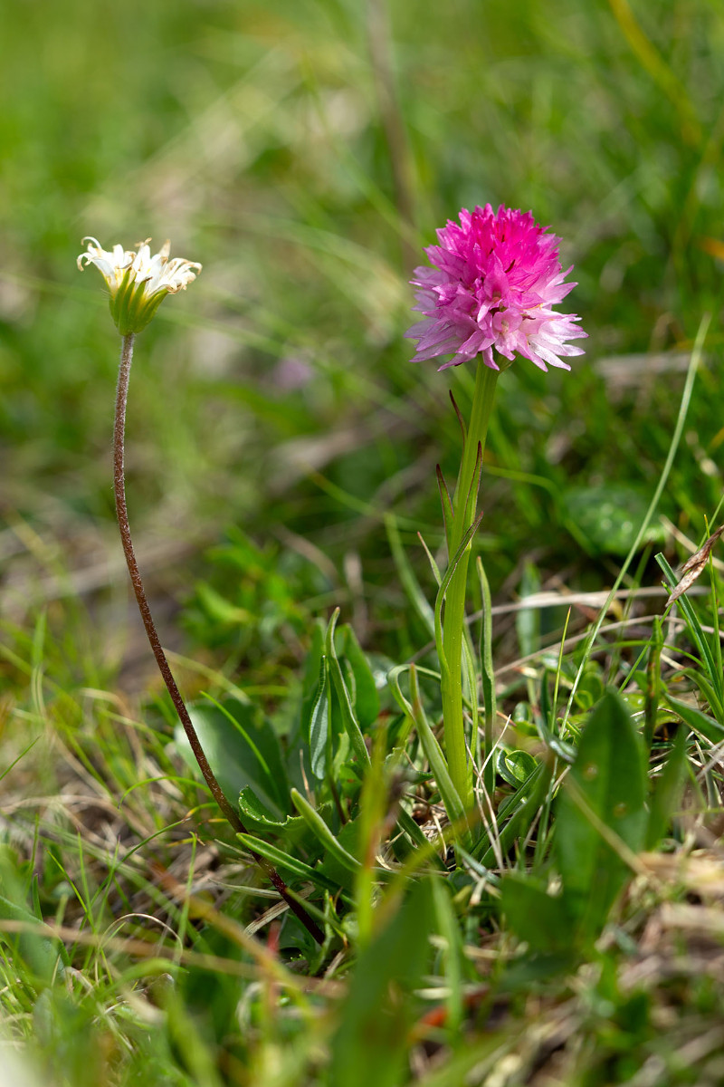 53_Nigritella_lithopolitanica_0766.jpg