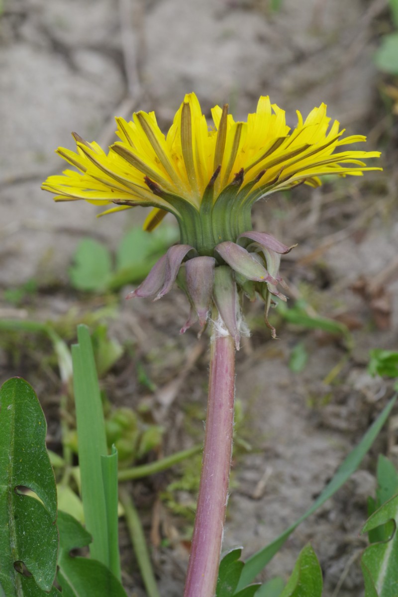 Taraxacum piceatum CZ VN 6.jpg