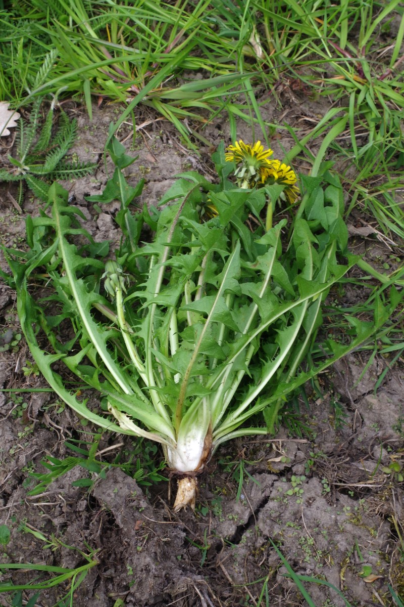 Taraxacum piceatum CZ VN 7.jpg