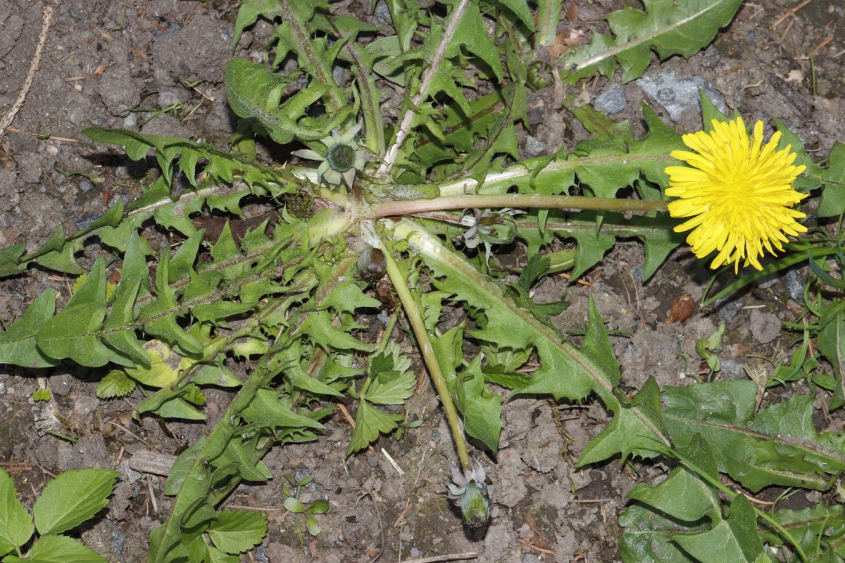 Taraxacum piceatum detBT LeubnitzSchlosspark A1.jpg