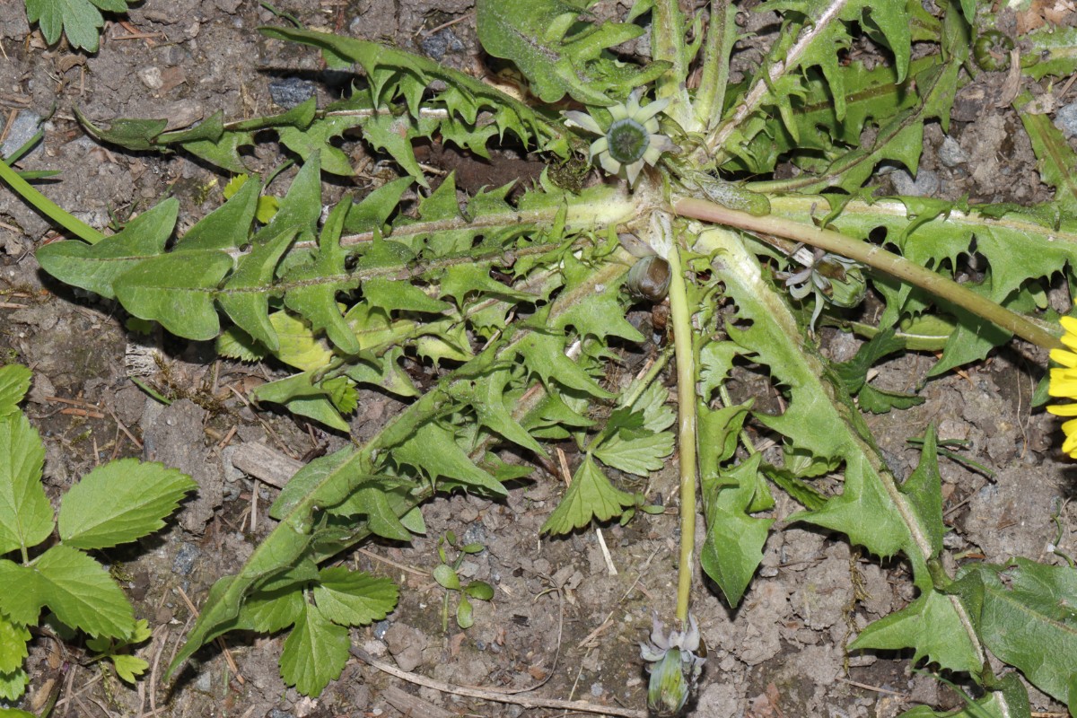 Taraxacum piceatum detBT LeubnitzSchlosspark A4.jpg