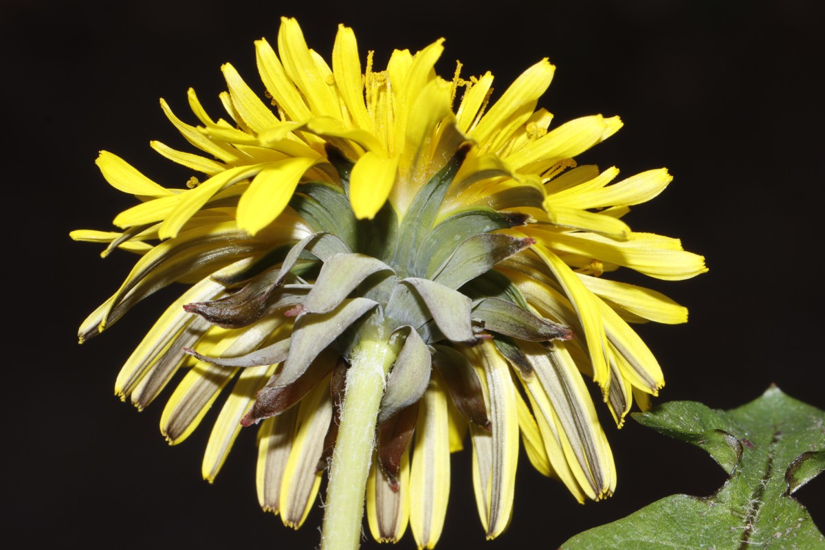 Taraxacum piceatum detBT LeubnitzSchlosspark A7.jpg