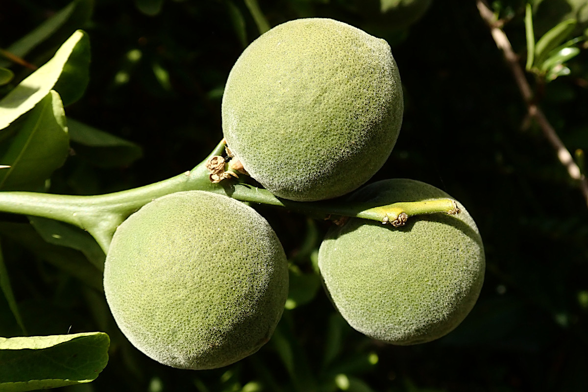 04_Poncirus trifoliata_unreife Früchte_08-2022.jpg