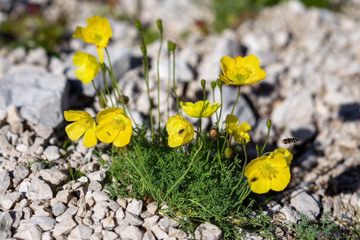 12_Papaver_alpinum_ssp_kerneri_Kerner-Alpen-Mohn_0726.jpg