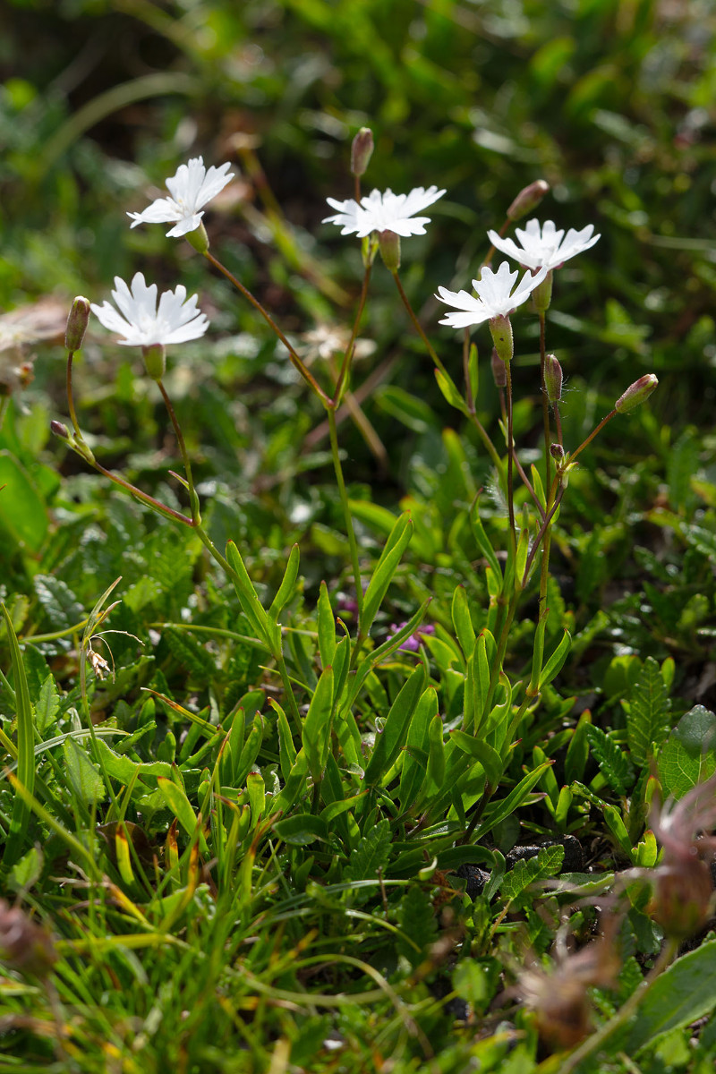 13_Silene_alpestris_Alpen-Leimkraut_0812.jpg