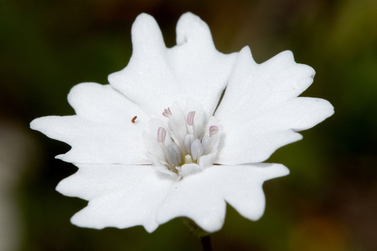 14_Silene_alpestris_Alpen-Leimkraut_0133.jpg