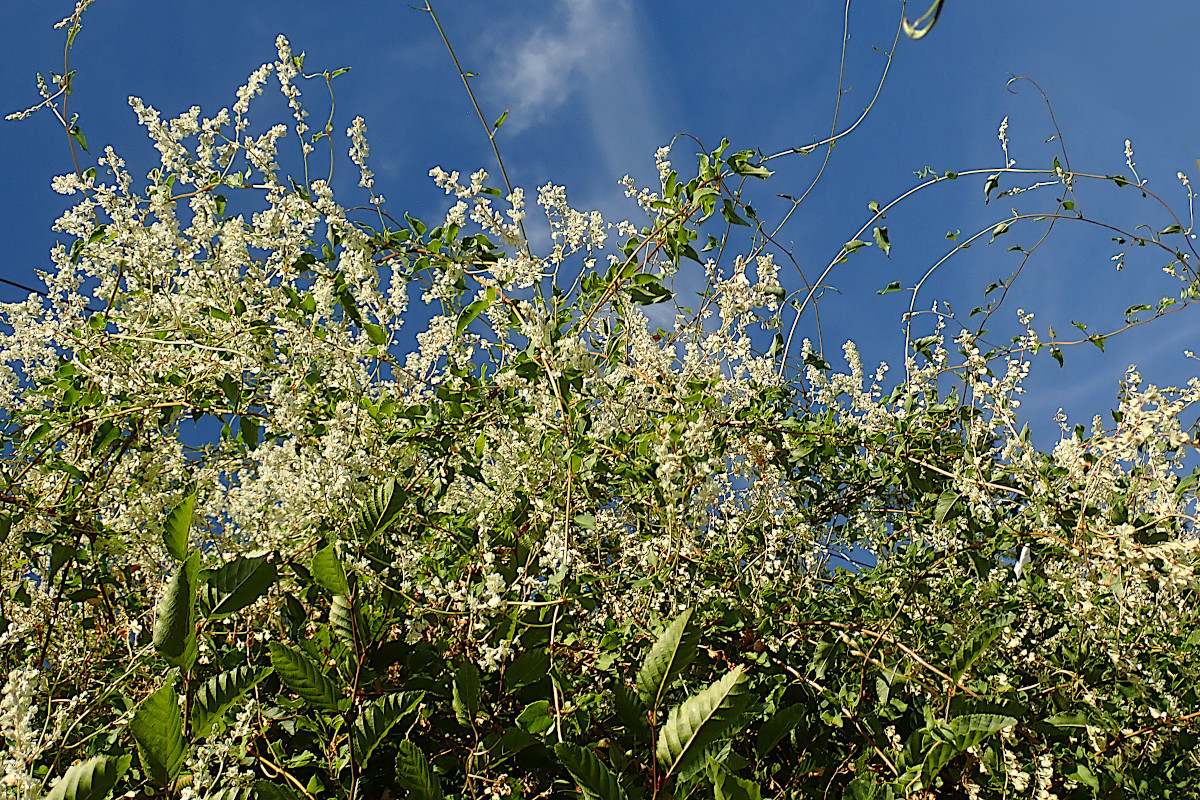 05_Fallopia baldschuanica-a_Flügel-Schlingknöterich_08-2022.jpg