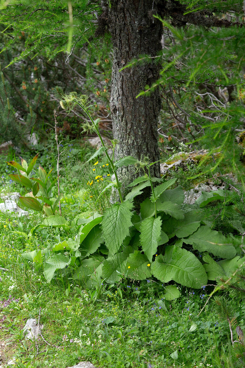 15_Cirsium_carniolicum_Krainer_Kratzdistel_0831.jpg