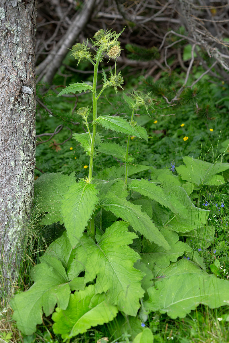 16_Cirsium_carniolicum_Krainer_Kratzdistel_0826.jpg