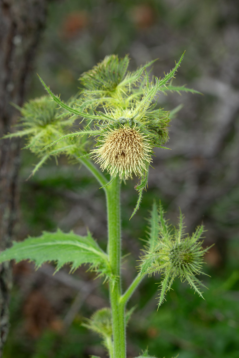 17_Cirsium_carniolicum_Krainer_Kratzdistel_0827.jpg