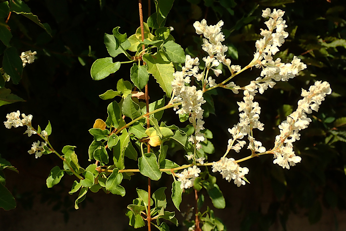 06_Fallopia baldschuanica-b_Flügel-Schlingknöterich_08-2022.jpg.JPG