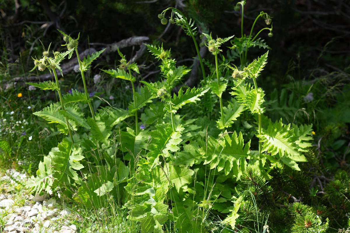 18_Cirsium_erisithales_Klebrige_Kratzdistel_0845.jpg