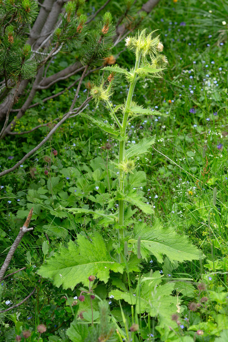 19_Cirsium_erisithales_Klebrige_Kratzdistel_0823.jpg