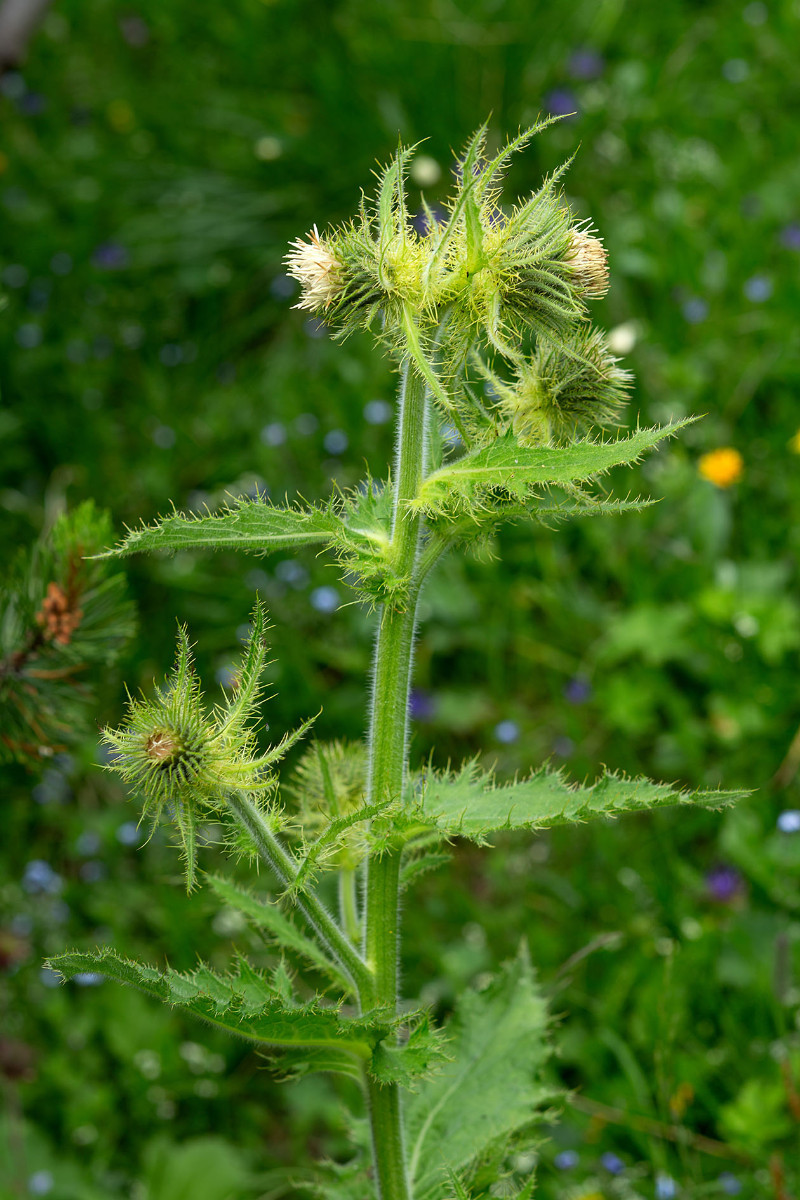 20_Cirsium_erisithales_Klebrige_Kratzdistel_0001.jpg