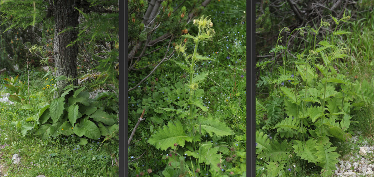 links C. carniolicum, rechts C. erisithales