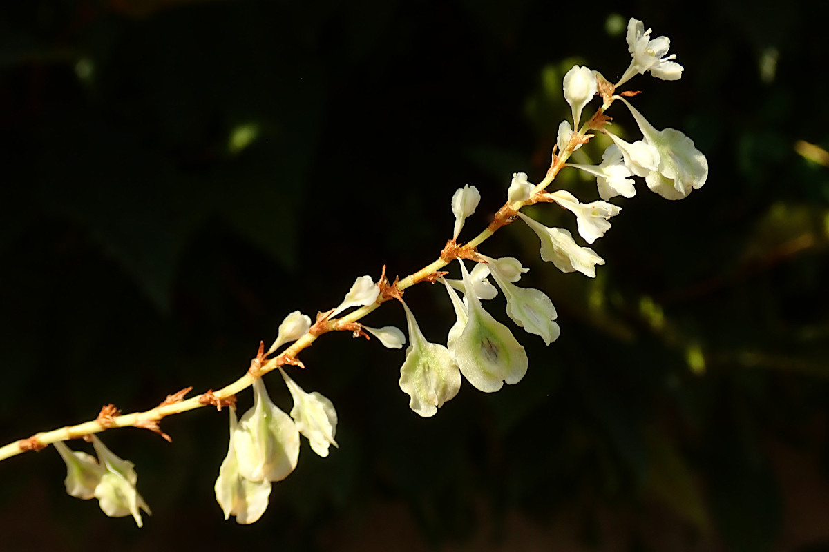 07_Fallopia baldschuanica-c_Flügel-Schlingknöterich_08-2022.jpg