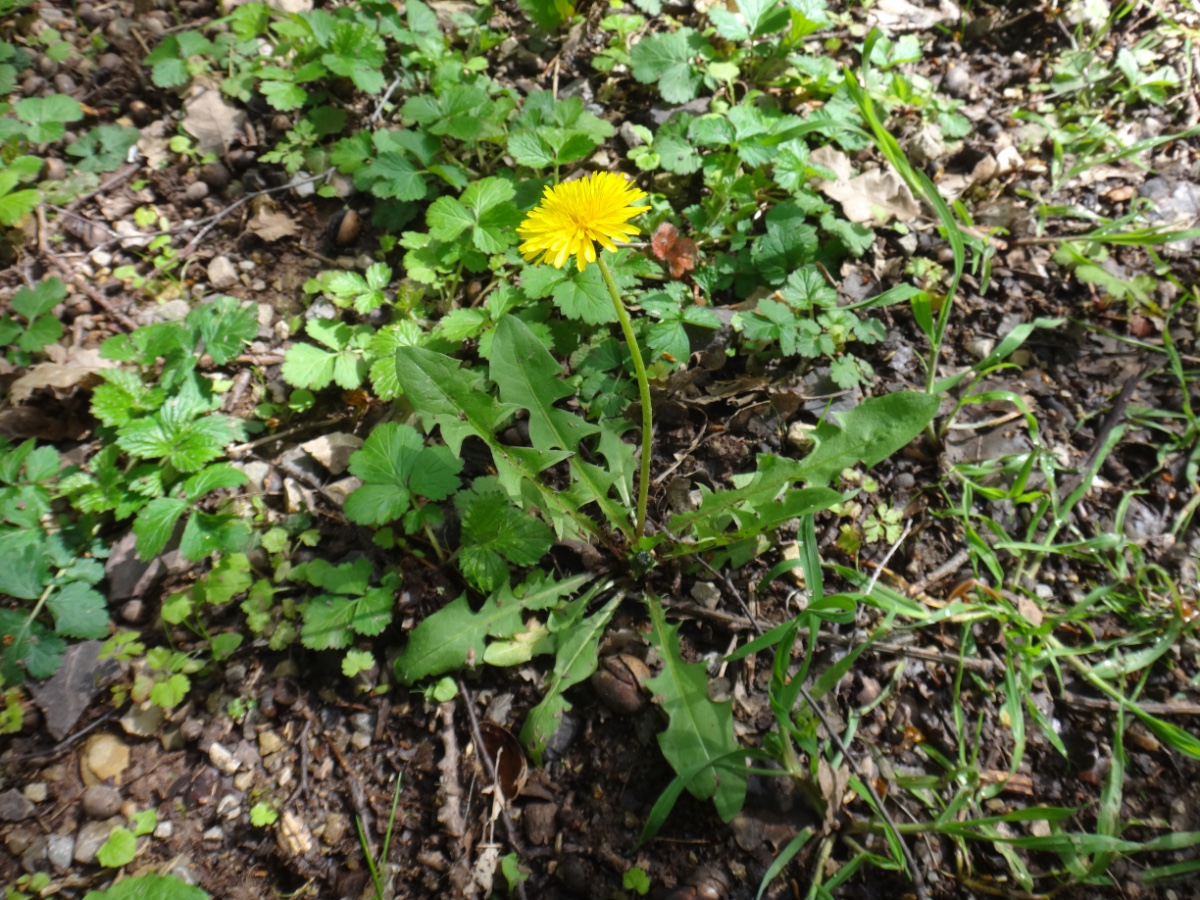 DSC01204.JPG