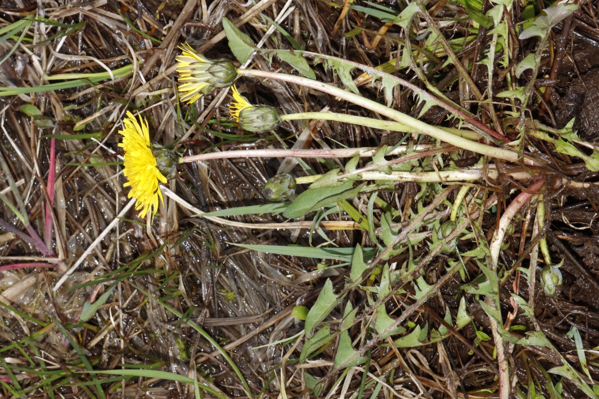 Taraxacum porrigentilobatum Bayreuth-Wolfsbach Krugshof A18.jpg