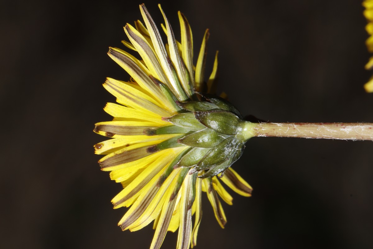 Taraxacum porrigentilobatum Bayreuth-Wolfsbach Krugshof A20.jpg