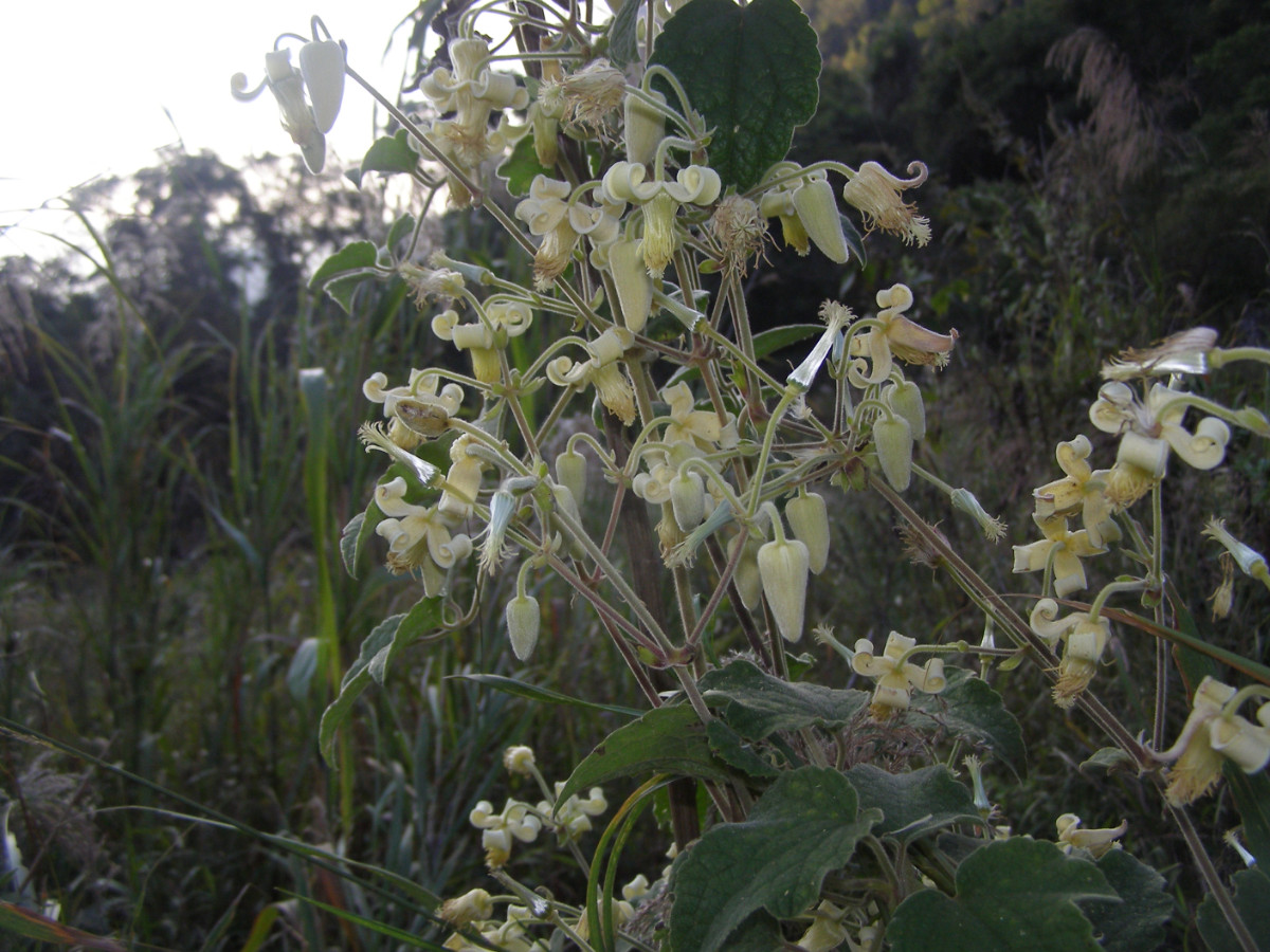 Clematis thaiana o thaimontana o wissmanniana.JPG