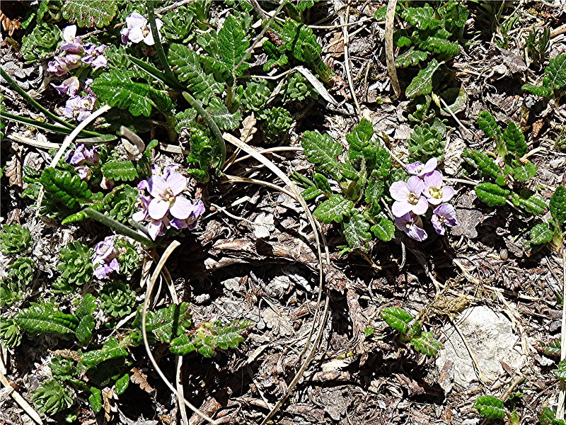 DSC09195 Ausschnitt, Schärfe, klein.jpg