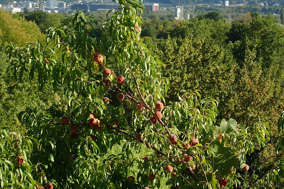 10_Prunus persica_08-2022.jpg