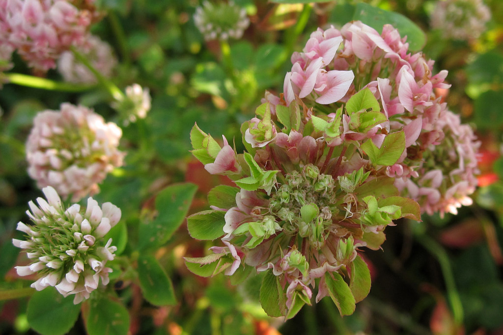 Trifolium_hybridum_Phyllodie_2014-06-28 (1).jpg