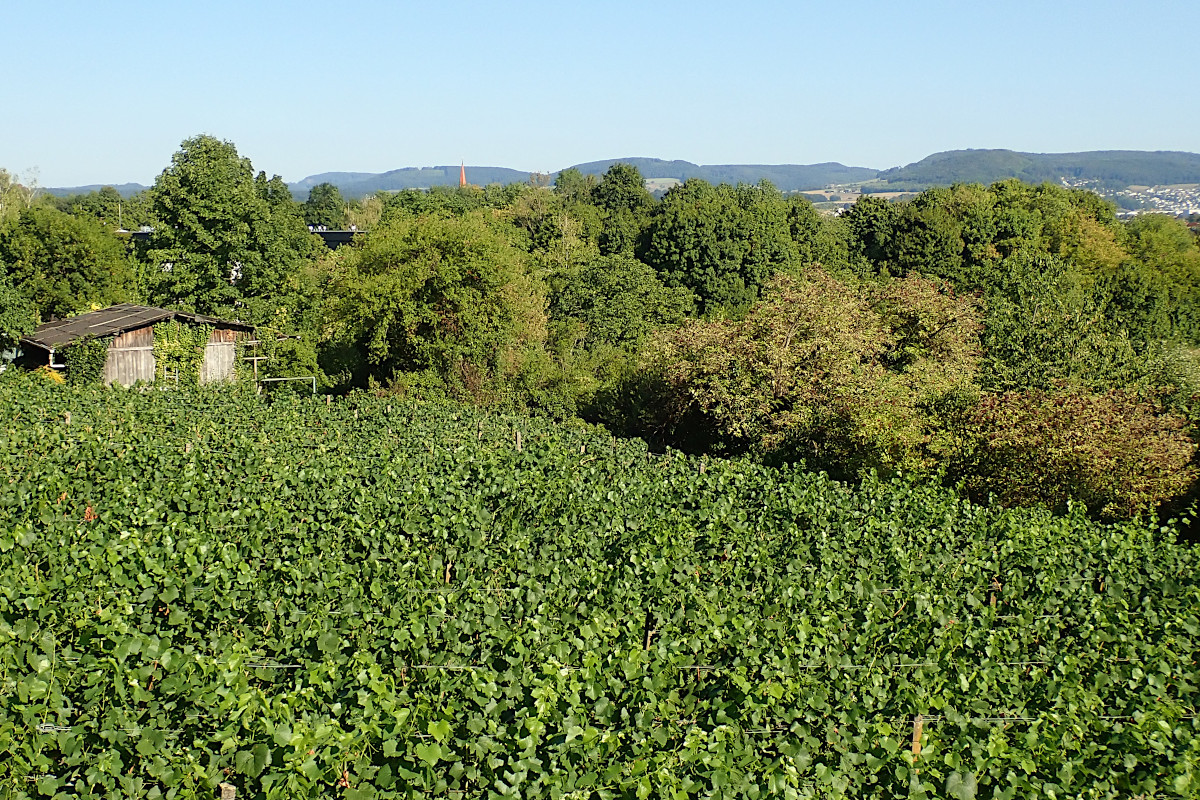 11_Weinreben und Holunder im Hintergrund_08-2022.jpg